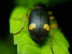 Chlaenius bioculatus