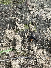 Synanthedon exitiosa