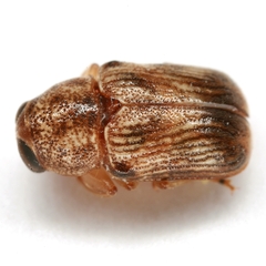 Pachybrachis integratus