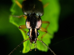 Chlaenius bioculatus