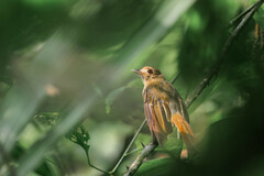 Cnipodectes subbrunneus