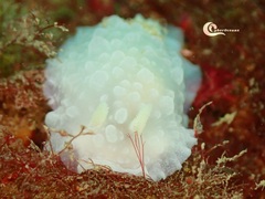 Doriopsilla pelseneeri