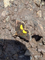 Heliothela