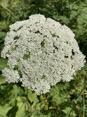 Selinum alatum