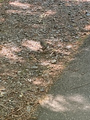 Junco
