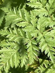 Selinum alatum