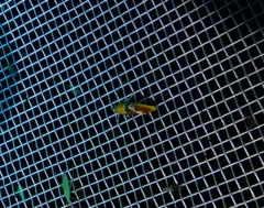 Epicallima bruandella