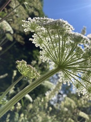 Selinum alatum