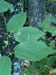 Stigmella lemniscella