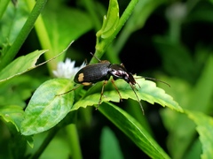 Chlaenius bioculatus