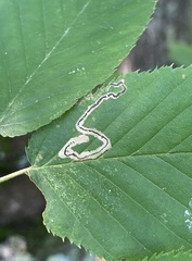 Stigmella lemniscella