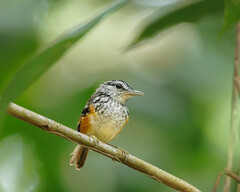 Hypocnemis peruviana