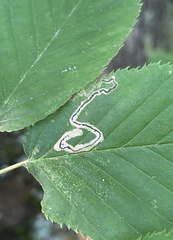 Stigmella lemniscella