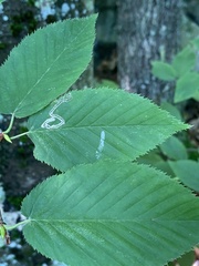 Stigmella lemniscella