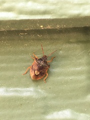 Dendrocoris humeralis