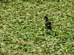 Gallinula galeata