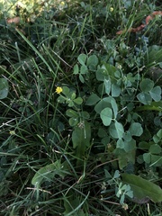 Medicago lupulina
