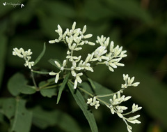 Eupatorium sessilifolium