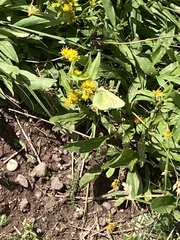 Colias meadii
