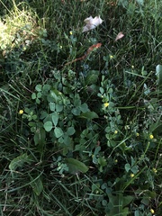 Medicago lupulina