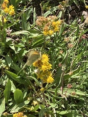 Colias meadii