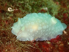 Doriopsilla pelseneeri