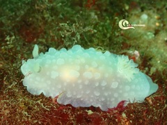 Doriopsilla pelseneeri