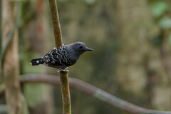 Willisornis poecilinotus