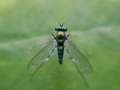 Sciapodinae