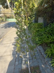 Beilschmiedia miersii