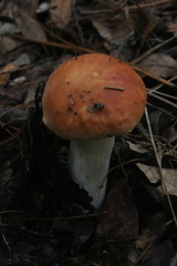 Boletus quercophilus