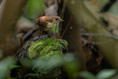 Microcerculus marginatus