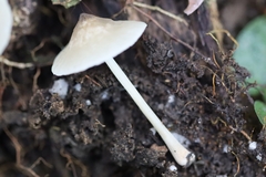 Filoboletus