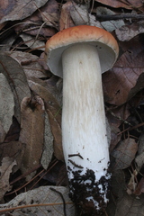 Boletus quercophilus