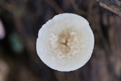 Filoboletus