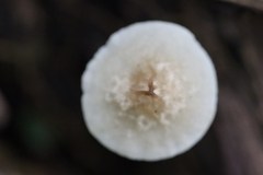 Filoboletus