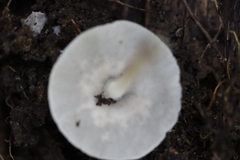 Filoboletus