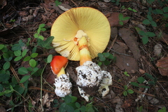 Amanita basii