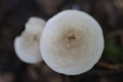 Filoboletus