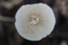 Filoboletus