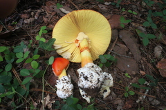 Amanita basii
