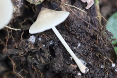 Filoboletus