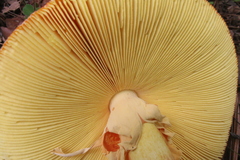 Amanita basii