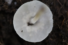 Filoboletus