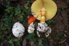 Amanita basii