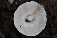Filoboletus