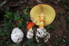 Amanita basii