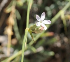Dianthus ciliatus