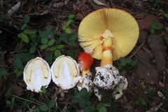 Amanita basii