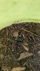 Platydracus fossator